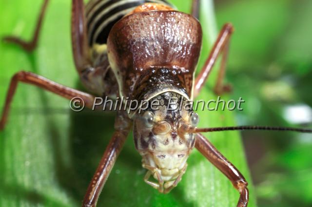 ephippiger ephippiger 4.JPG - Ephippigère des vignes (portrait)Ephippiger ephippigerOrthoptera, TettigoniidaeFrance